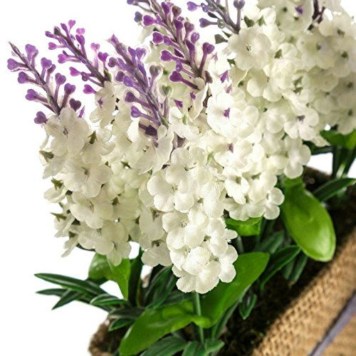 Set 3 Planta Lavanda Poliester con Tela Saco