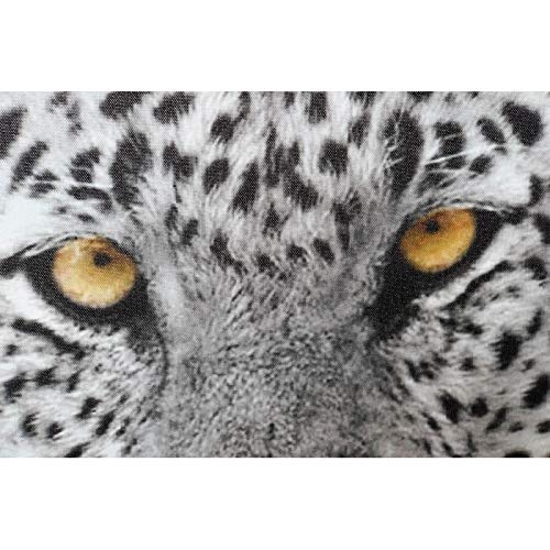 Set 6 Cuadro Lienzo felino 40x40 cm