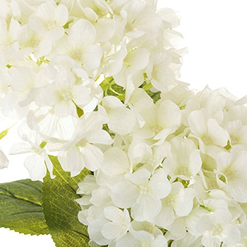 Planta Hortensia Blanco Algodon en Maceta de plastico 12 x 44 cm.