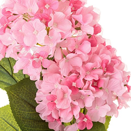 Planta hortensia rosa algodon en maceta de plastico 12 x 44 cm.