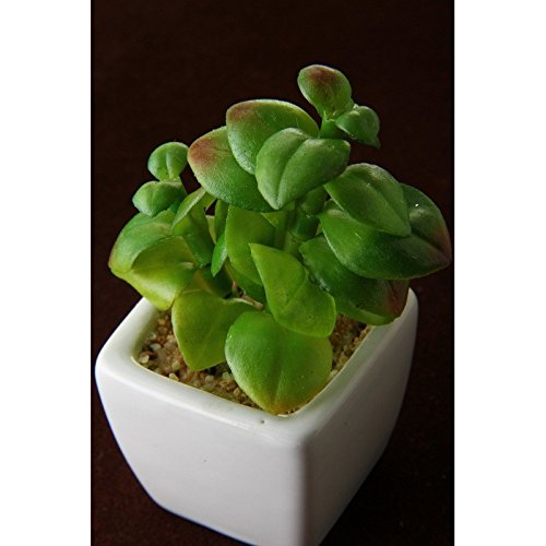 Pack 8 Cactus Artificial plástico 10 cm Maceta de Porcelana.