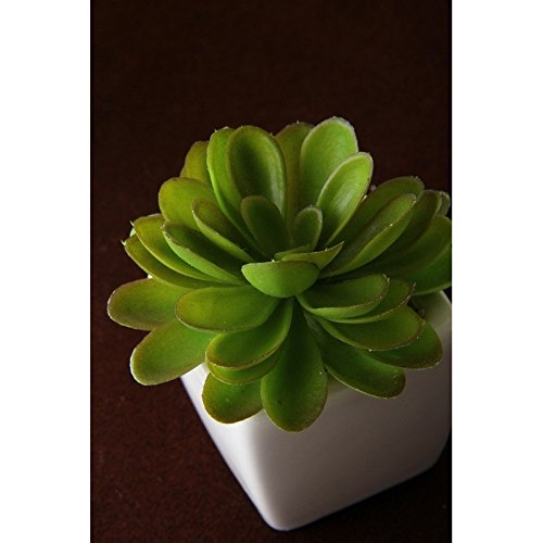 Pack 8 Cactus Artificial plástico 10 cm Maceta de Porcelana.