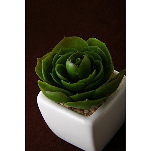 Pack 8 Cactus Artificial plástico 10 cm Maceta de Porcelana.