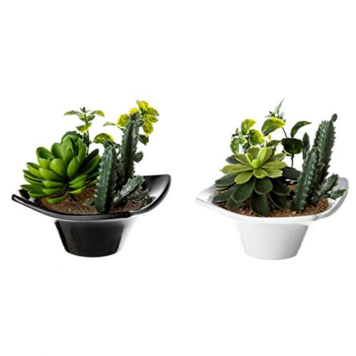 Set 2 Maceta Cactus plástico 10 x 10 x 10 cm Base de melamina.