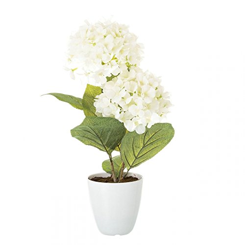 Planta Hortensia Blanco Algodon en Maceta de plastico 12 x 44 cm.