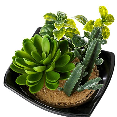 Set 2 Maceta Cactus plástico 10 x 10 x 10 cm Base de melamina.