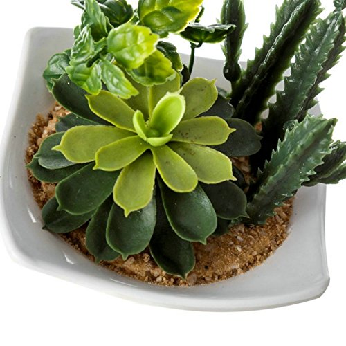 Set 2 Maceta Cactus plástico 10 x 10 x 10 cm Base de melamina.