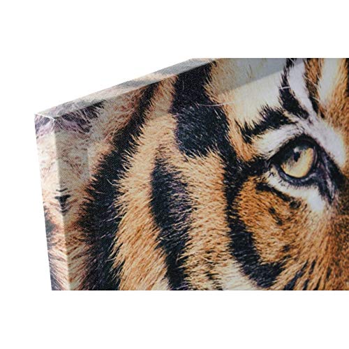 Set 6 Cuadro Lienzo felino 40x40 cm