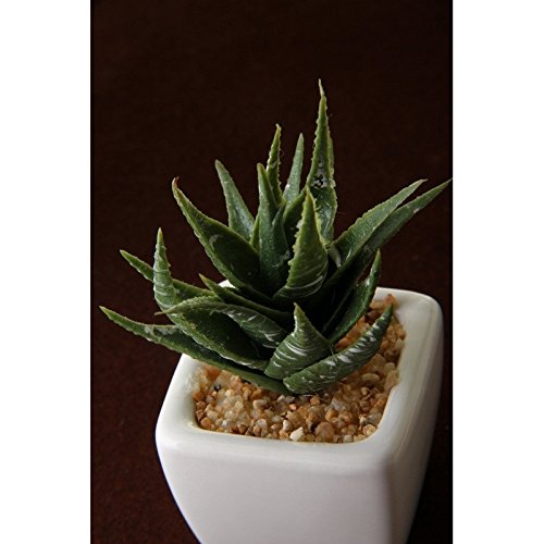 Pack 8 Cactus Artificial plástico 10 cm Maceta de Porcelana.
